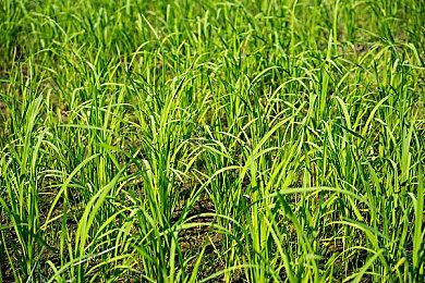 游戏巨头网易不断挖人投资 国外大型发行商压力很大